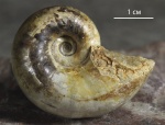 Lytoceras с аммонителлой Lytoceras с аммонителлой