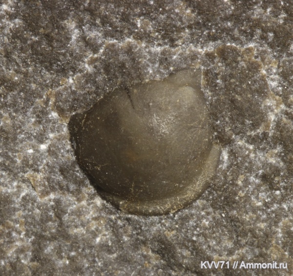 Delgadella, Delgadella lenaica, Hebediscidae