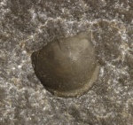 Delgadella lenaica (Toll, 1899)