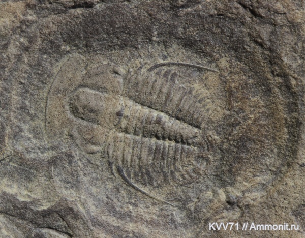 Aldonaia, Aldonaia ornata, Aldonaiidae