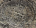 Aldonaia ornata Lermontova, 1940