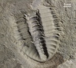 Kootenia jakutensis