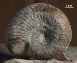 Cadomites Cadomites