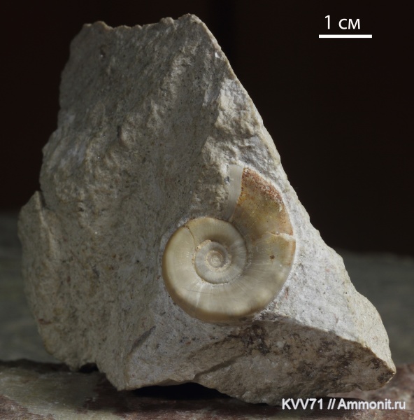 Euomphalus