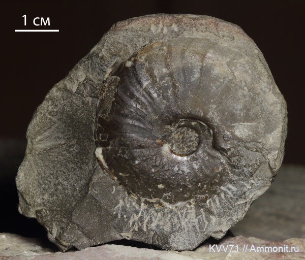Dorsetensia