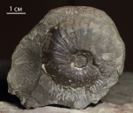Dorsetensia Dorsetensia