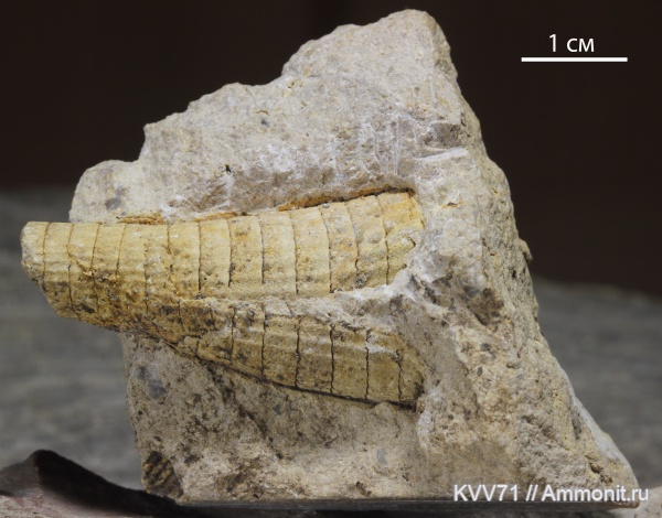 Cyrtothoracoceras