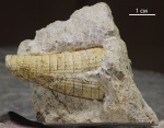 Cyrtothoracoceras?