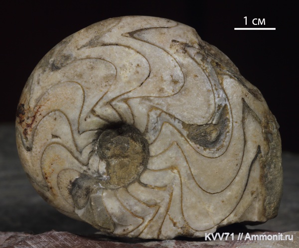 Manticoceras