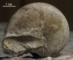 Tornoceras simplex