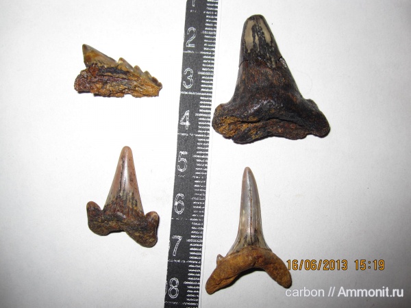 акулы, sharks