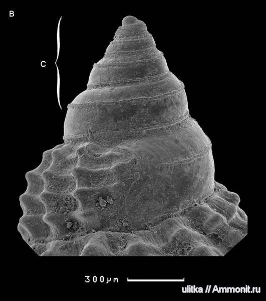 гастроподы, оксфорд, Maturifusus, Maturifusus keyserlingianus, Oxfordian