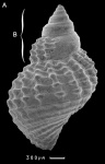 Maturifusus keyserlingianus - фото А