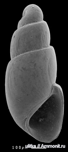 оксфорд, Cyllindrobullina, Oxfordian
