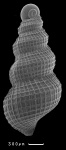 Tricarilda praereticulata Guzhov, in litt.