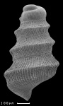 Cristalloella (=Wonwalica)