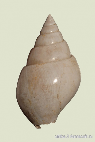 Pictavia, Pictavia laevigata