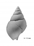 Tylostoma lineata Eichwald, 1868
