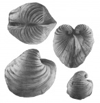 Aralocardia