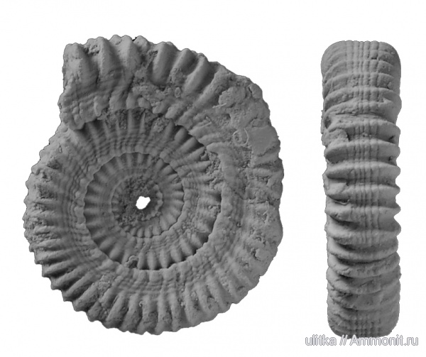 Discohelix, Discohelicidae, Amerevohelix, Discohelix (Amerevohelix) alekseevi