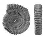 Discohelix (Amerevohelix) alekseevi