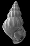 Pusillina protogena (Andrussow)