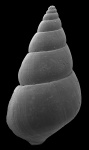 Styliferina tarchanensis (Zhizhchenko)