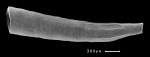 Mesoentalina fabulosa Guzhov, 2017