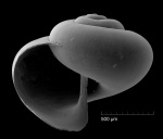 Limacina tarchanensis (Kittl, 1886)