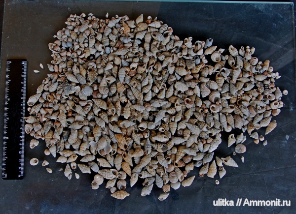неоген, Адыгея, Cerithium, Чокрак, Pithocerithium cattleyae