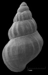 Pusillina protogena (Andrussow)