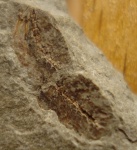Sardinella sp.