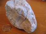 Illaenus crassicauda (Wahlenberg)