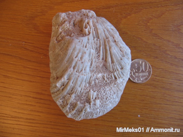 Chaetetes