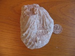 Губка Chaetetes