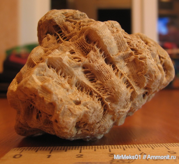Actinocyathus, Rugosa