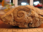 Ядро гастроподы Euomphalus