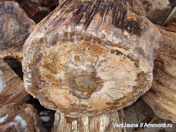 окаменелости, триас, мезозой, Мадагаскар, Fossils, Triassic