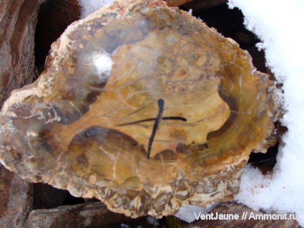 окаменелости, триас, мезозой, Мадагаскар, Fossils, Triassic