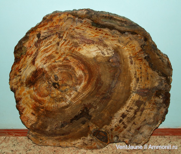 окаменелости, триас, мезозой, Мадагаскар, Fossils, Triassic