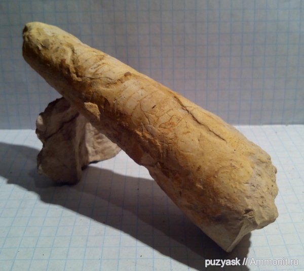 головоногие моллюски, прямораковинные головоногие, евлановский горизонт