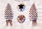 Реконструкция Pentameroceras mirum