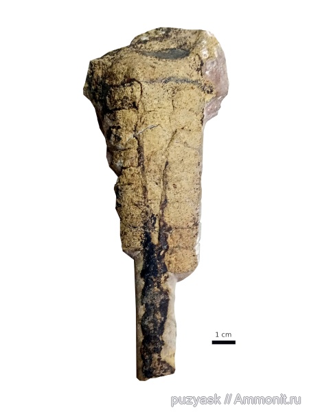 ордовик, головоногие моллюски, Endocerida, Cameroceras
