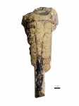 Cameroceras paldiskiense