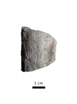Dideroceras sp.