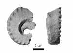Mosquoceras planum