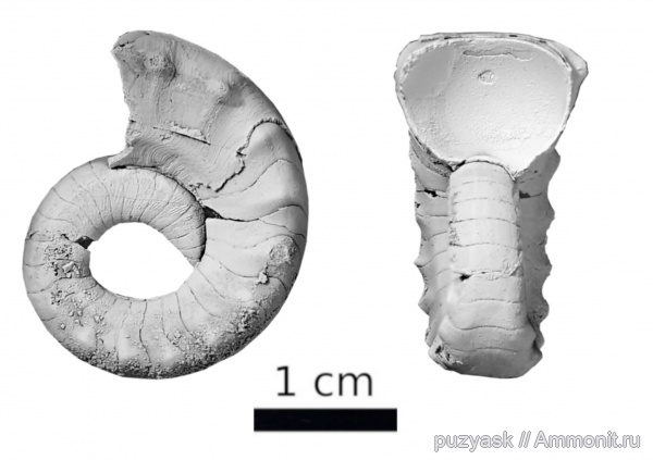 пермь, головоногие моллюски, Башкирия, Nautilida, Pseudotemnocheilus