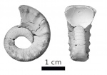 Pseudotemnocheilus kosswae