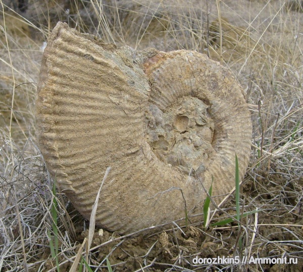 аммониты, Ammonites