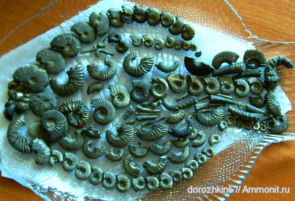 аммониты, мел, Ammonites, Cretaceous